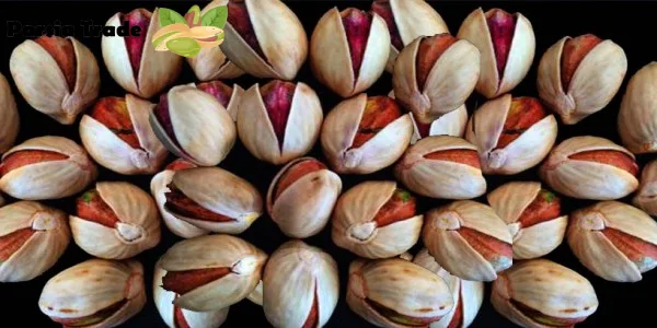 راهنمای جامع خرید پسته کله‌ قوچی با کیفیت