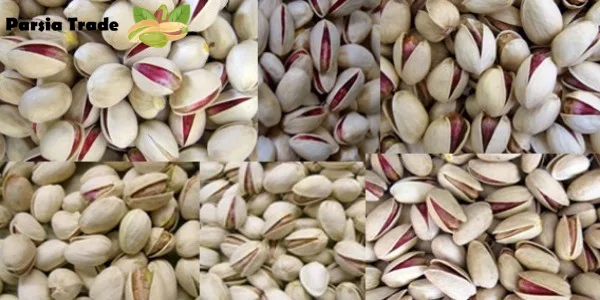اهمیت شناخت انواع پسته برای صادرات