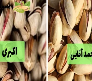 3 فرق پسته اکبری و پسته احمد آقایی