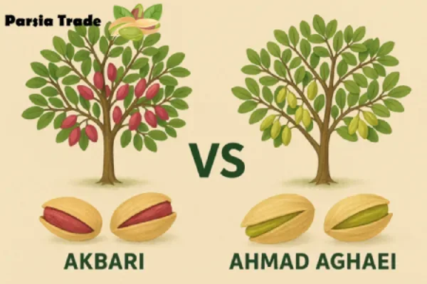 فرق پسته اکبری و پسته احمد آقایی در باردهی