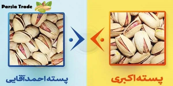 فرق پسته اکبری و پسته احمد آقایی در قیمت